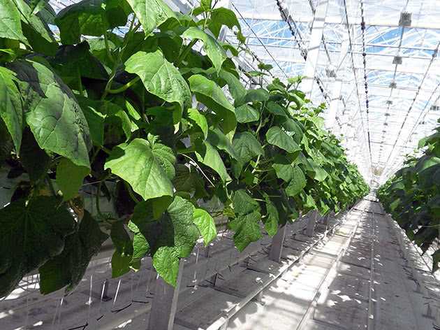 Огірки в інноваційному саду: вирощування за новітніми технологіями