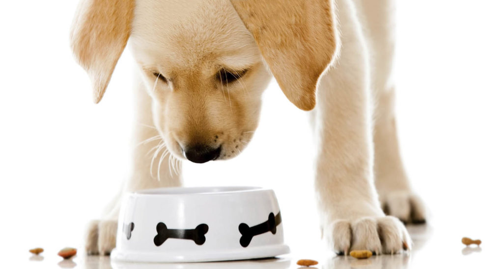 Як обрати корм для собаки: Ключові аспекти вибору